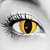 Yellow Cat Contacts